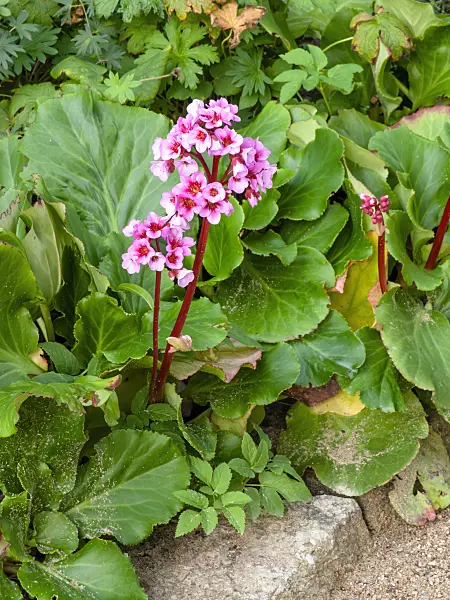 464049 - Heart leaf bergenia (Bergenia cordifolia 'Doppelgänger')