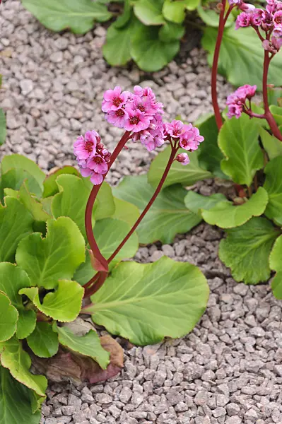474169 - Heart leaf bergenia (Bergenia cordifolia 'Doppelgänger')
