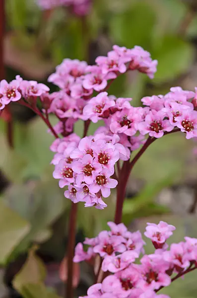 520003 - Heart leaf bergenia (Bergenia cordifolia 'Doppelgänger')