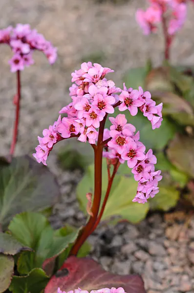 531006 - Heart leaf bergenia (Bergenia cordifolia 'Doppelgänger')