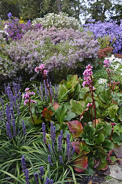 477112 - Heart leaf bergenia (Bergenia cordifolia 'Doppelgänger'), big blue lily turf (Liriope muscari) and asters (Aster)