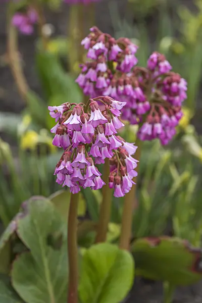 616367 - Heart leaf bergenia (Bergenia cordifolia 'Eroica')