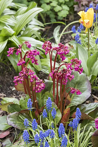 651115 - Heart leaf bergenia (Bergenia cordifolia 'Eroica')