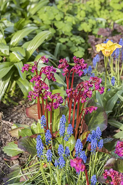 651116 - Heart leaf bergenia (Bergenia cordifolia 'Eroica')
