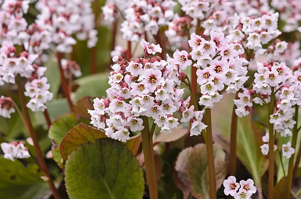 520001 - Heart leaf bergenia (Bergenia cordifolia 'Frau Holle')