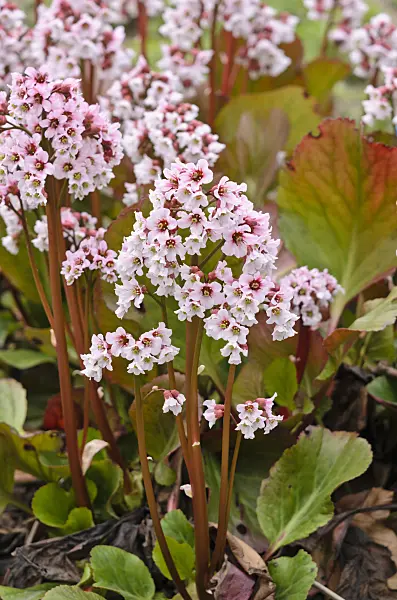 520002 - Heart leaf bergenia (Bergenia cordifolia 'Frau Holle')