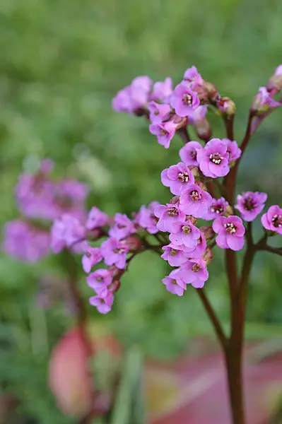 471270 - Heart leaf bergenia (Bergenia cordifolia 'Glockenturm')
