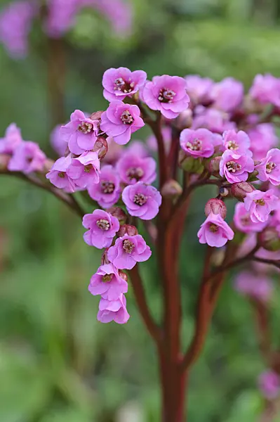 471271 - Heart leaf bergenia (Bergenia cordifolia 'Glockenturm')