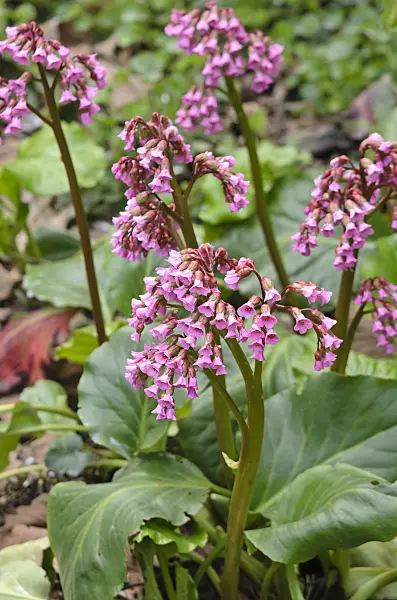 531192 - Heart leaf bergenia (Bergenia cordifolia 'Glockenturm')