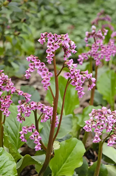 531193 - Heart leaf bergenia (Bergenia cordifolia 'Glockenturm')