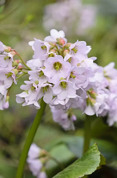 531191 - Heart leaf bergenia (Bergenia cordifolia 'Monte Rosa')