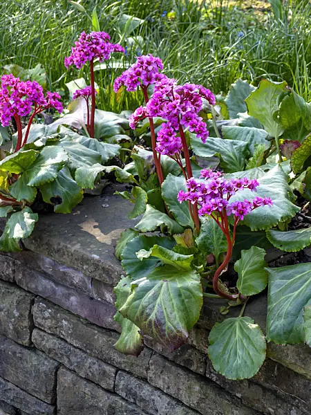 447053 - Heart leaf bergenia (Bergenia cordifolia 'Morgenröte')