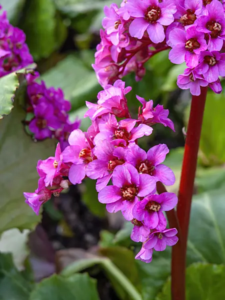 447054 - Heart leaf bergenia (Bergenia cordifolia 'Morgenröte')