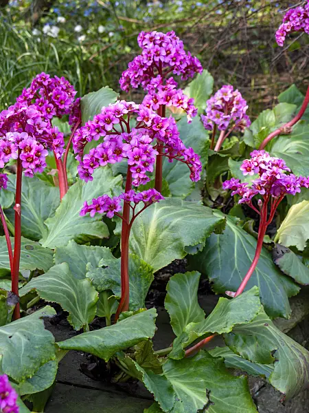 447055 - Heart leaf bergenia (Bergenia cordifolia 'Morgenröte')