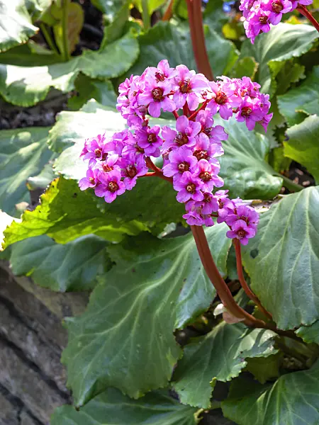 447066 - Heart leaf bergenia (Bergenia cordifolia 'Morgenröte')