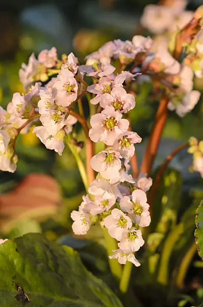 531011 - Heart leaf bergenia (Bergenia cordifolia 'Nebellicht')