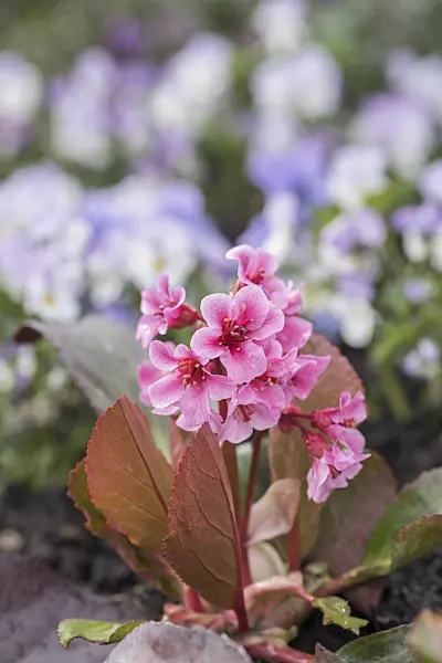 616364 - Heart leaf bergenia (Bergenia cordifolia 'Pink Dragonfly')