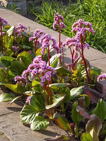 412041 - Heart leaf bergenia (Bergenia cordifolia 'Rosette')