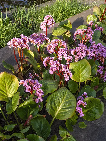 459068 - Heart leaf bergenia (Bergenia cordifolia 'Rosette')