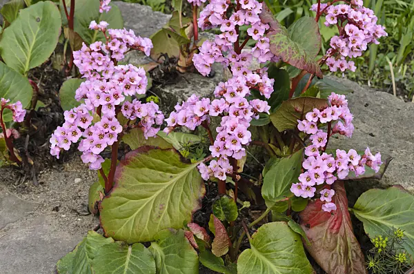 495173 - Heart leaf bergenia (Bergenia cordifolia 'Rosette')