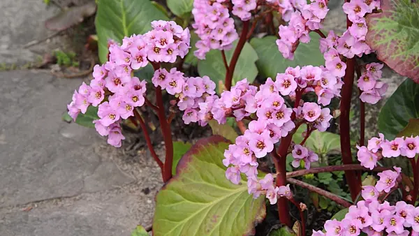 495278 - Heart leaf bergenia (Bergenia cordifolia 'Rosette')