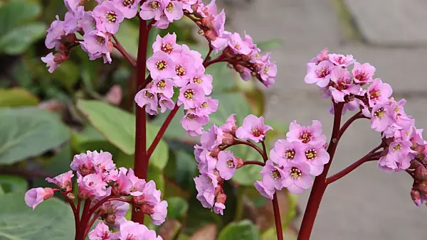 495279 - Heart leaf bergenia (Bergenia cordifolia 'Rosette')
