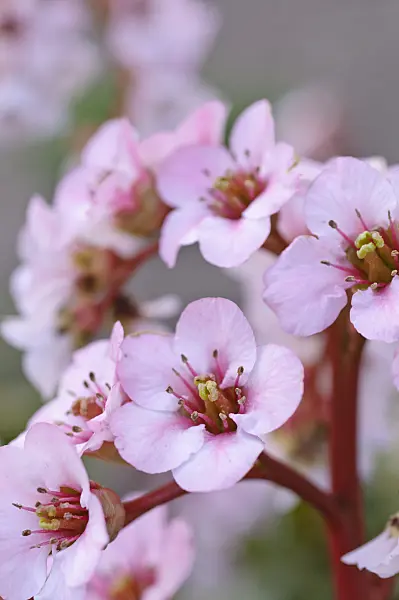 483159 - Heart leaf bergenia (Bergenia cordifolia 'Schneekönigin' syn. Bergenia cordifolia 'Snow Queen')