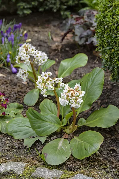 593034 - Heart leaf bergenia (Bergenia cordifolia 'Silberlicht')