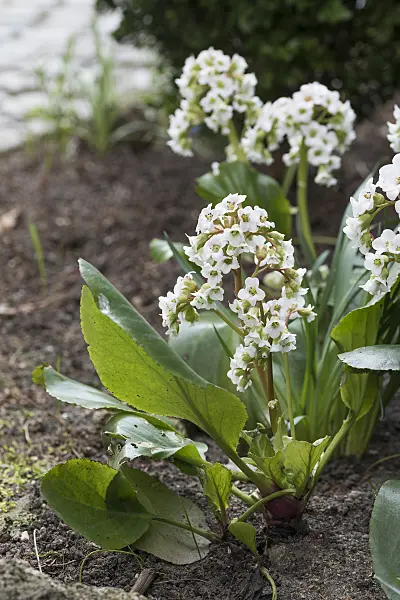 616365 - Heart leaf bergenia (Bergenia cordifolia 'Silberlicht')
