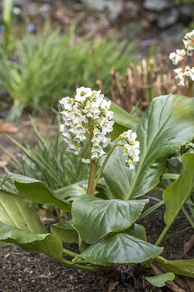 625129 - Heart leaf bergenia (Bergenia cordifolia 'Silberlicht')