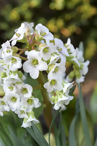 651114 - Heart leaf bergenia (Bergenia cordifolia 'Silberlicht')