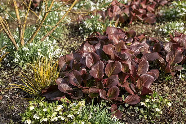 616366 - Heart leaf bergenia (Bergenia cordifolia 'Sunningdale')