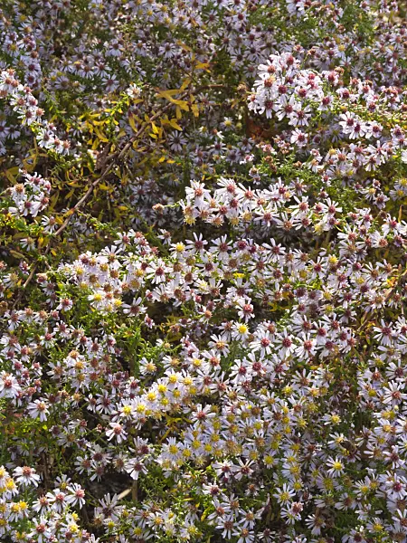 418074 - Heath aster (Aster ericoides)