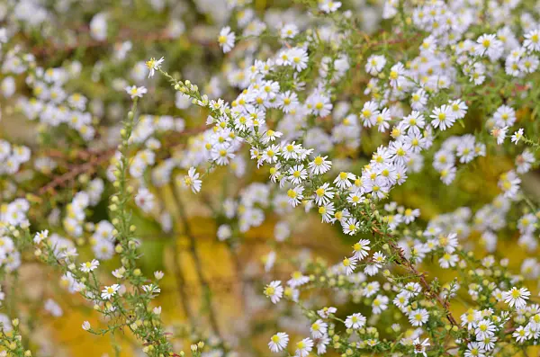 525133 - Heath aster (Aster ericoides)