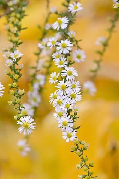 525134 - Heath aster (Aster ericoides)
