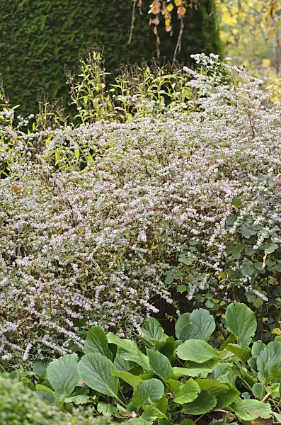 525336 - Heath aster (Aster ericoides)