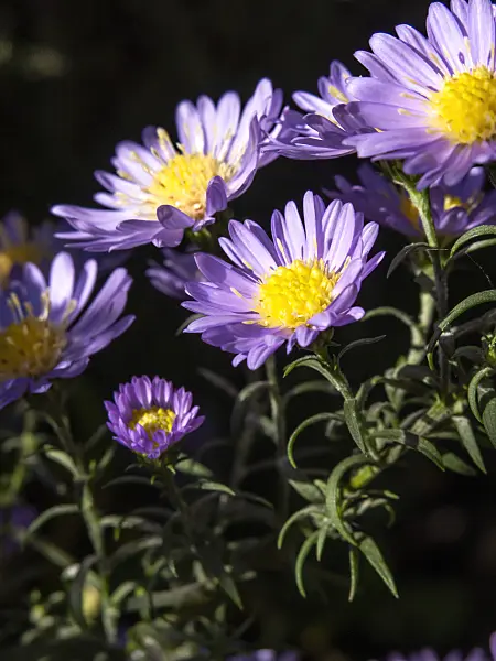 430209 - Heath aster (Aster ericoides 'Blue Star')