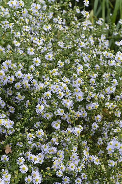 489049 - Heath aster (Aster ericoides 'Erlkönig')