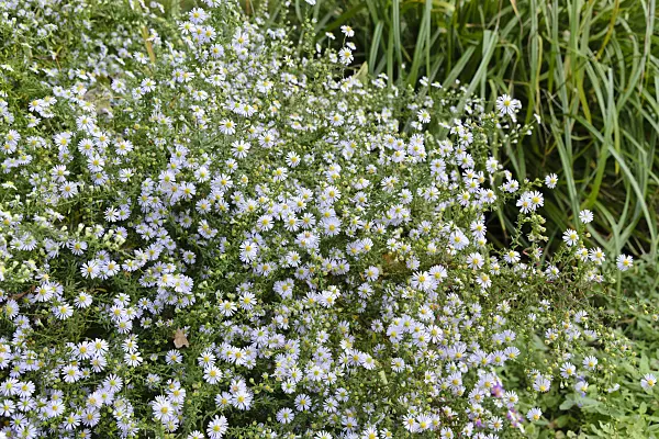 489050 - Heath aster (Aster ericoides 'Erlkönig')