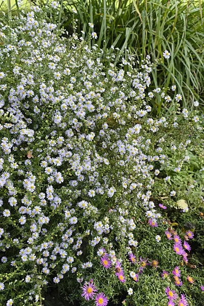 489051 - Heath aster (Aster ericoides 'Erlkönig')