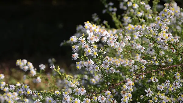 500106 - Heath aster (Aster ericoides 'Erlkönig')