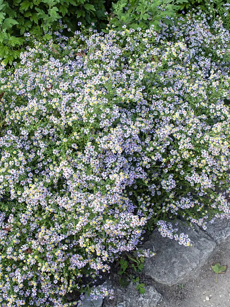 429145 - Heath aster (Aster ericoides 'Lovely' syn. Aster vimineus 'Lovely')