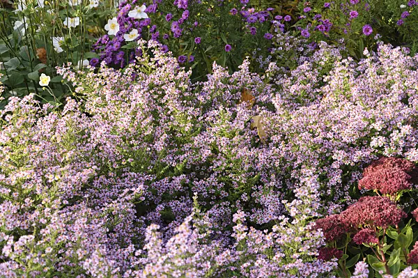 489091 - Heath aster (Aster ericoides 'Lovely' syn. Aster vimineus 'Lovely')