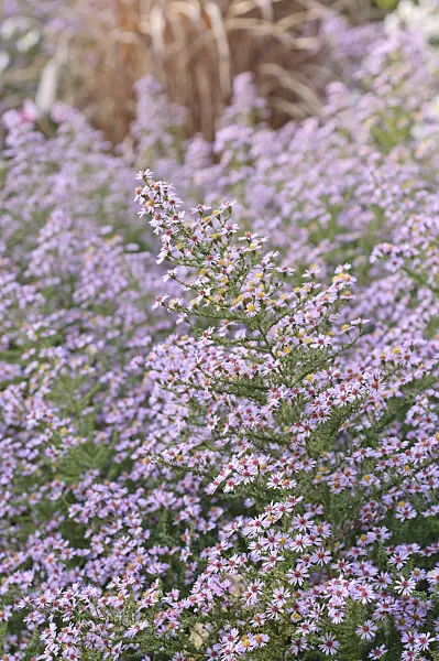 489109 - Heath aster (Aster ericoides 'Lovely' syn. Aster vimineus 'Lovely')