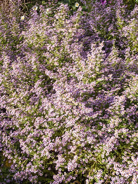 503007 - Heath aster (Aster ericoides 'Lovely' syn. Aster vimineus 'Lovely')