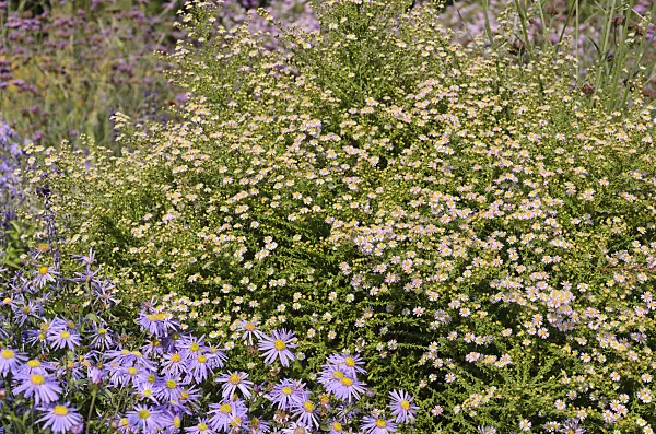 525149 - Heath aster (Aster ericoides 'Lovely' syn. Aster vimineus 'Lovely')