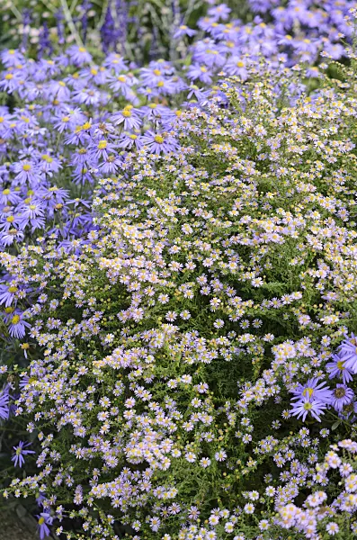 525152 - Heath aster (Aster ericoides 'Lovely' syn. Aster vimineus 'Lovely')