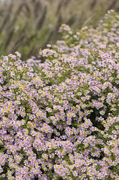 573026 - Heath aster (Aster ericoides 'Lovely' syn. Aster vimineus 'Lovely')