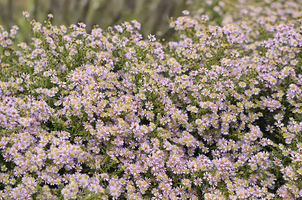 573027 - Heath aster (Aster ericoides 'Lovely' syn. Aster vimineus 'Lovely')
