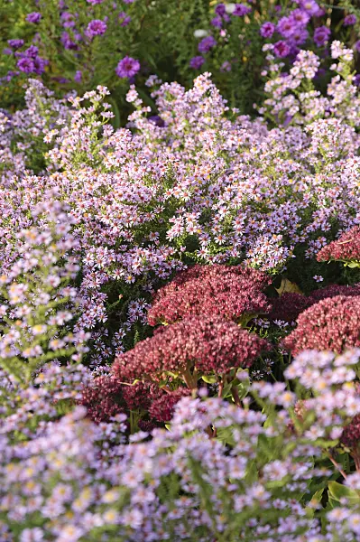 489092 - Heath aster (Aster ericoides 'Lovely' syn. Aster vimineus 'Lovely') and orpine (Sedum telephium 'Herbstfreude' syn. Hylotelephium telephium 'Herbstfreude')